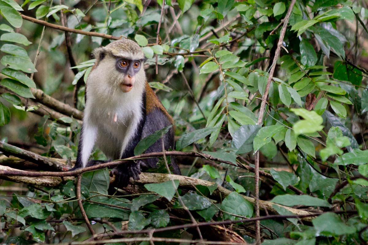 A monkey perches on a branch amid dense green foliage