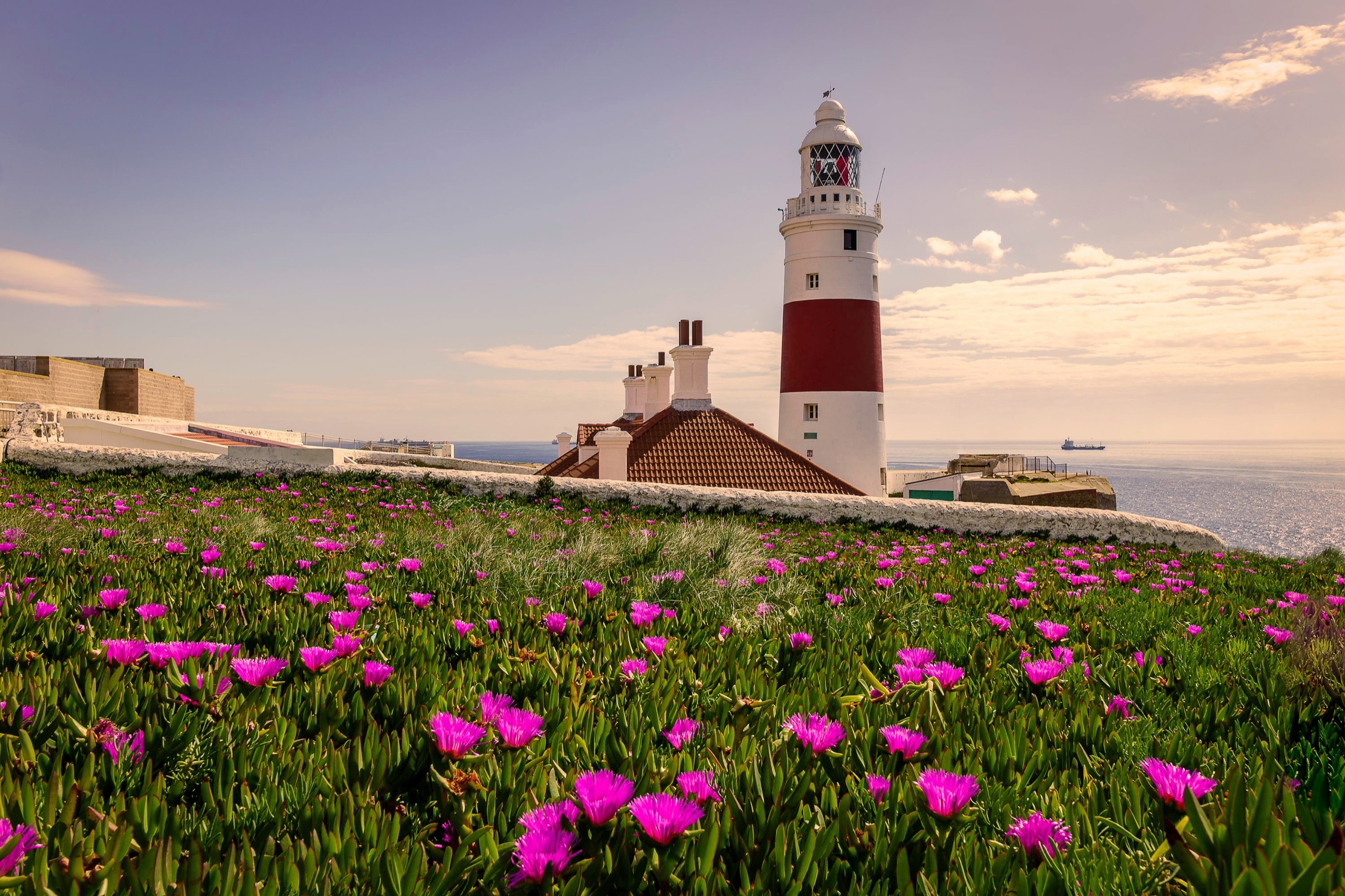 A red-and-white striped lighthouse rises behind a bank of pink ice-plant flowers, with the sea and a passing ship beyond.