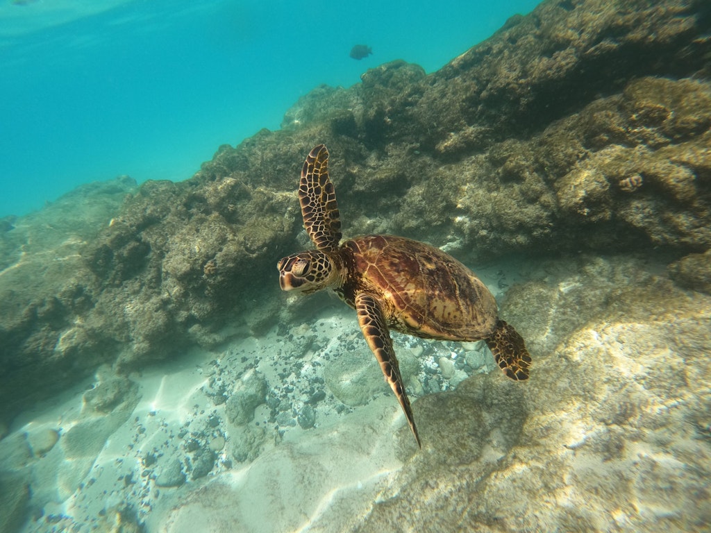 A sea turtle swimming over coral reefs, symbolizing marine conservation volunteering to protect ocean ecosystems.
