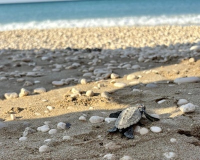 a sea turtle hatching crawls across the beach. Photo taken on greece teen tour.