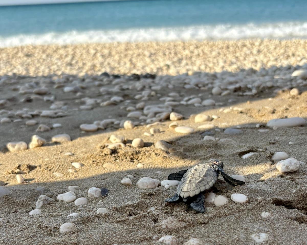 A hatchling turtle crawls across a shell-strewn beach toward the sea
