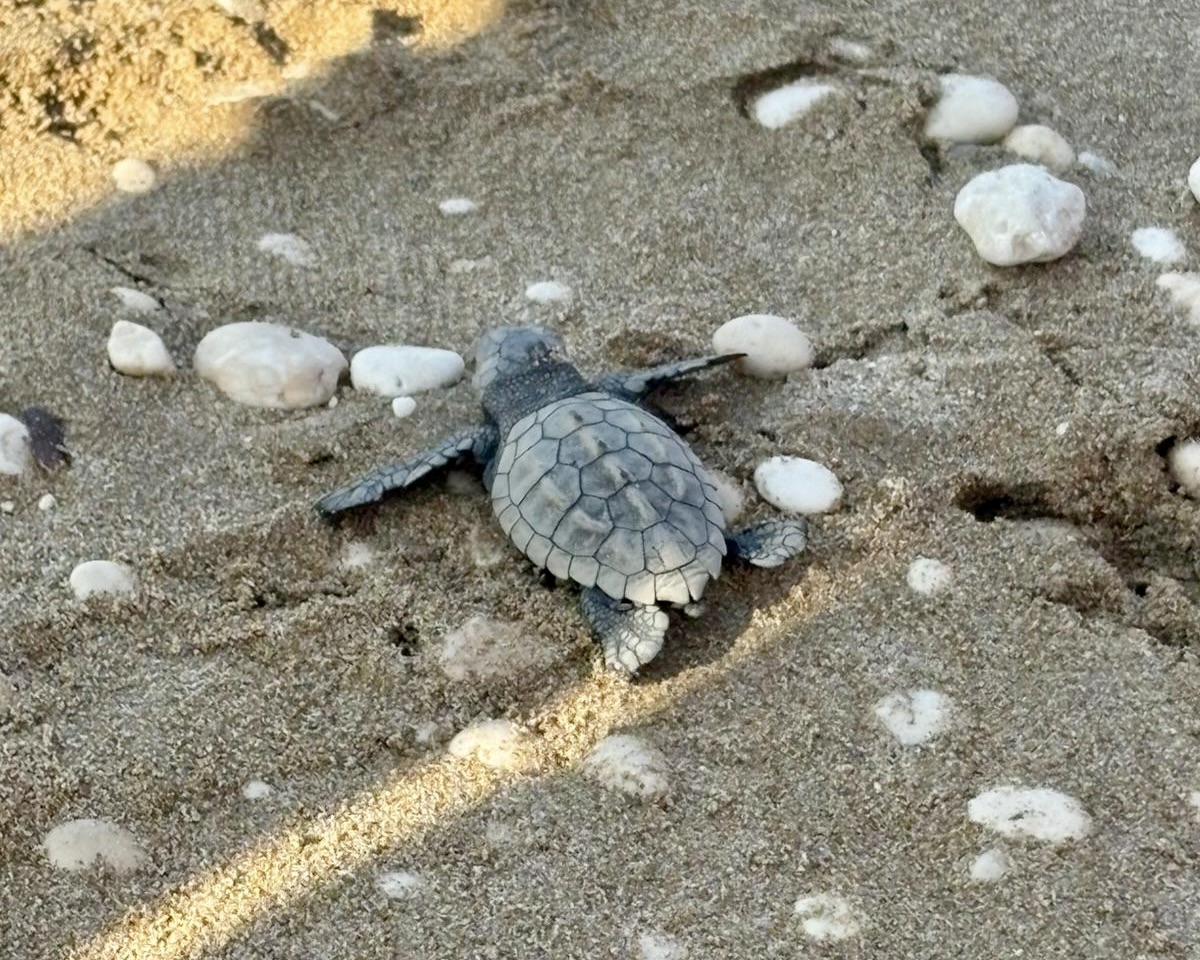 Student travelers watch a baby sea turtle crawl across the sand toward the water