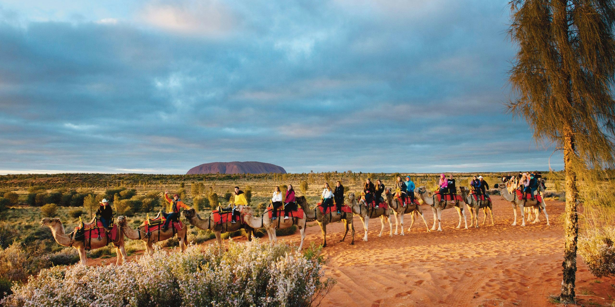 Why Are There Camels in Australia?