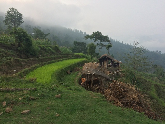 Terraced rice paddies climb a misty hillside beside a thatched-roof farmhouse