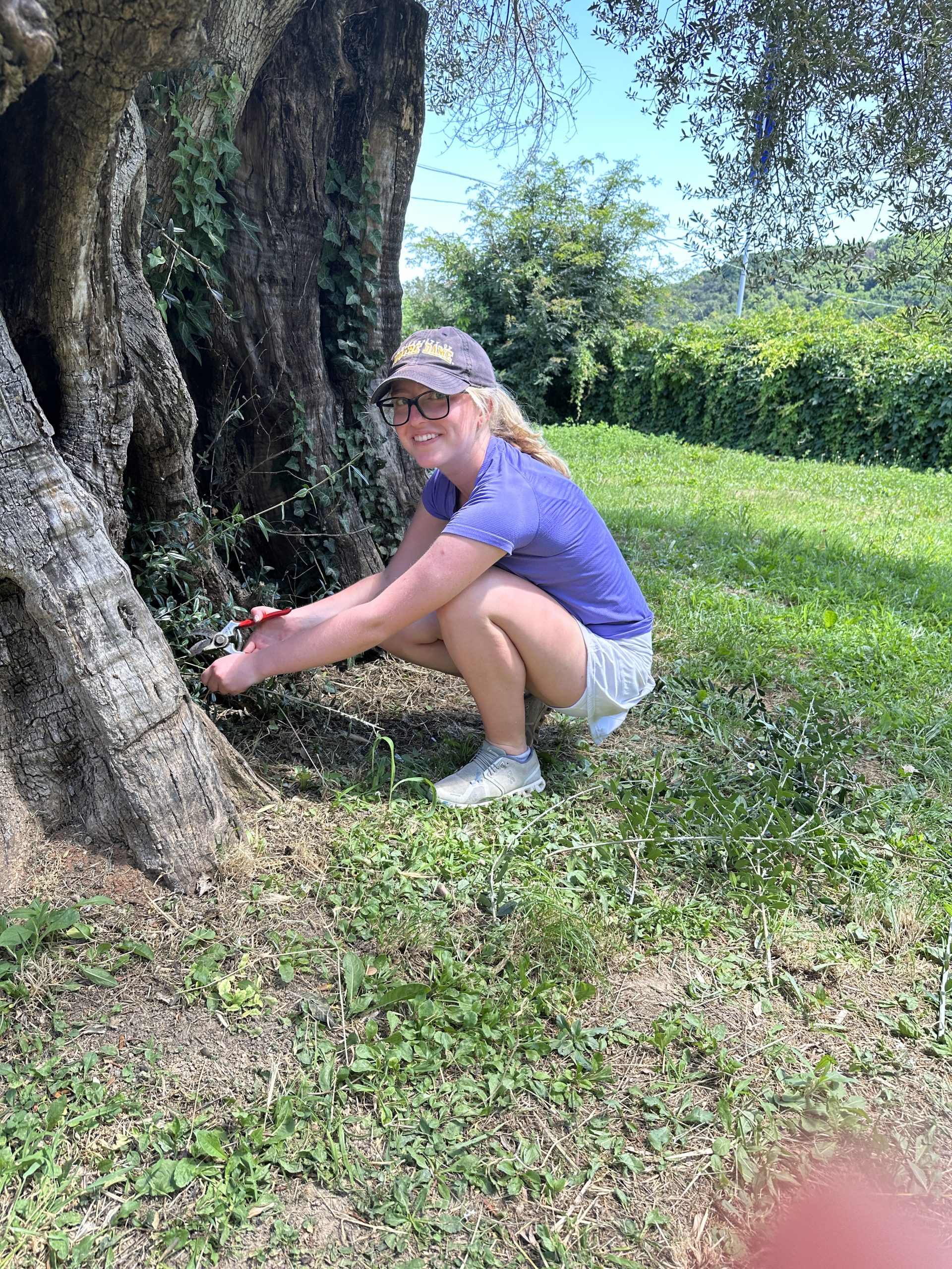 A student crouches at the base of an olive tree, trimming weeds with clippers