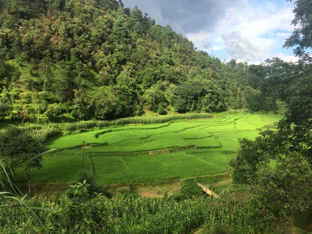 Terraced green rice fields fill a valley beneath forested hillsides