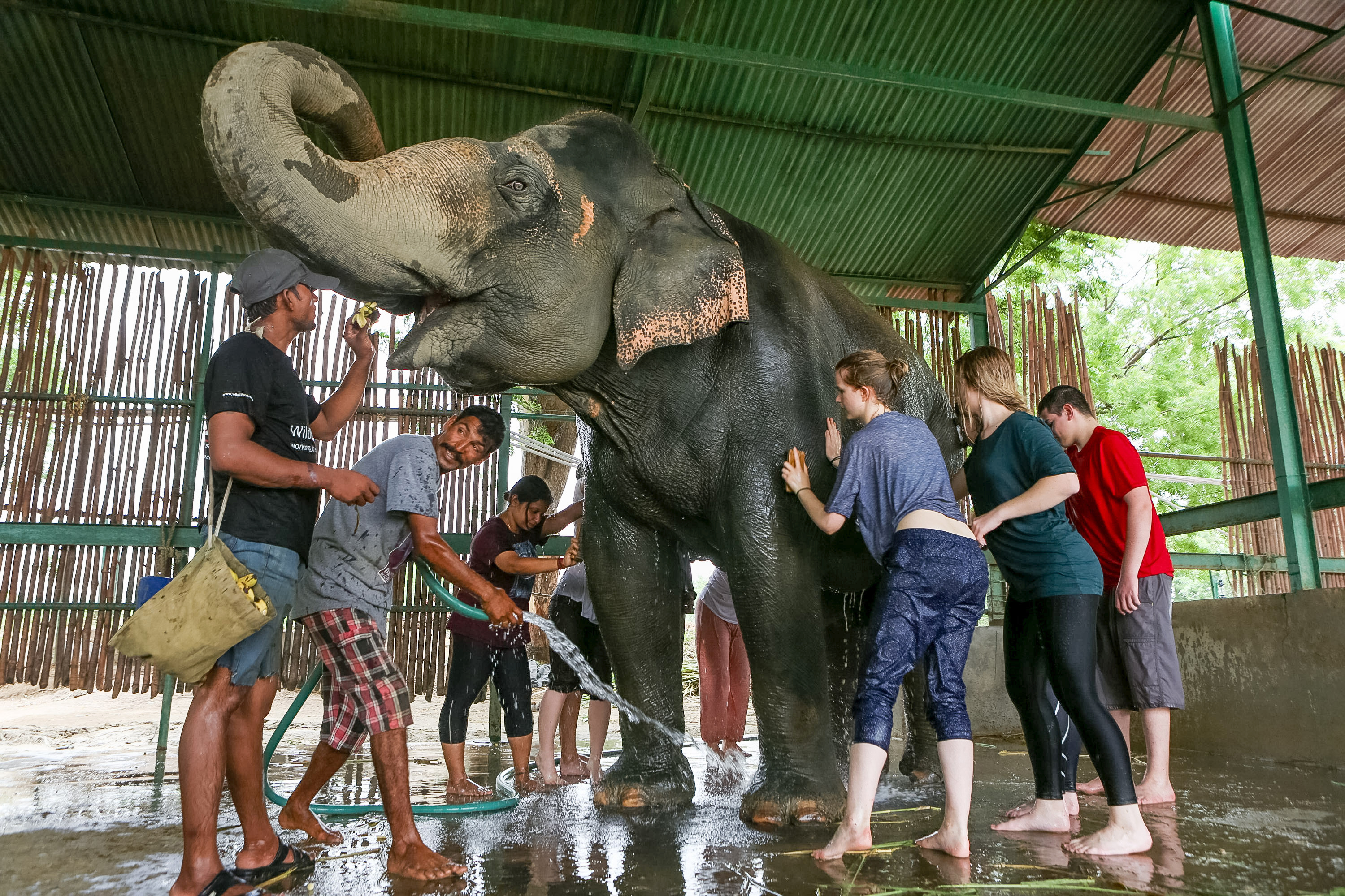 Students and caretakers in India wash an elephant under a shaded shelter