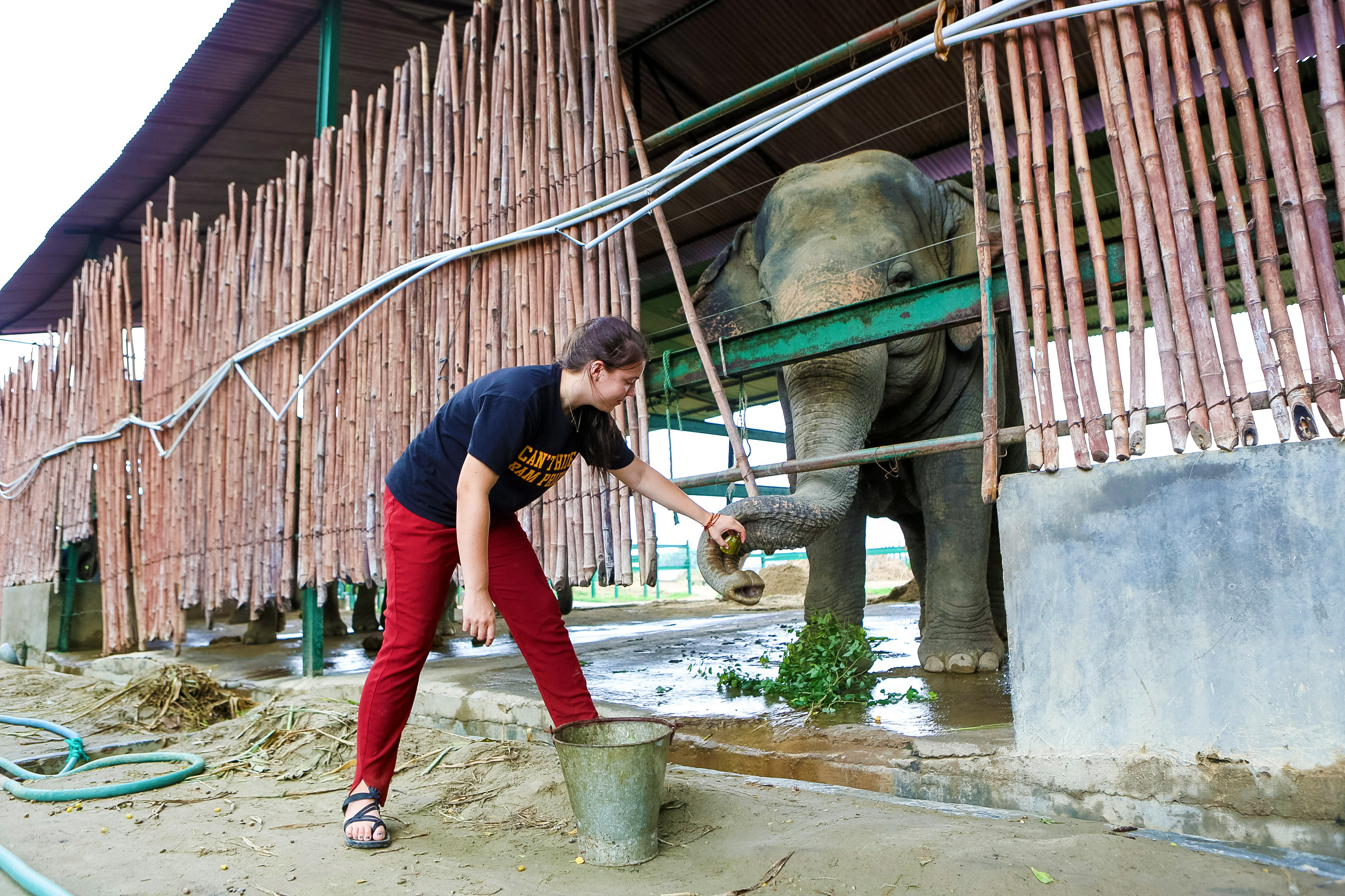 A student feeds an elephant through a bamboo enclosure
