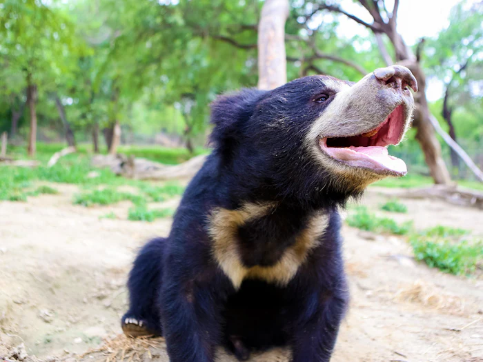 A sloth bear standing on a dirt path with its mouth open and trees behind it.