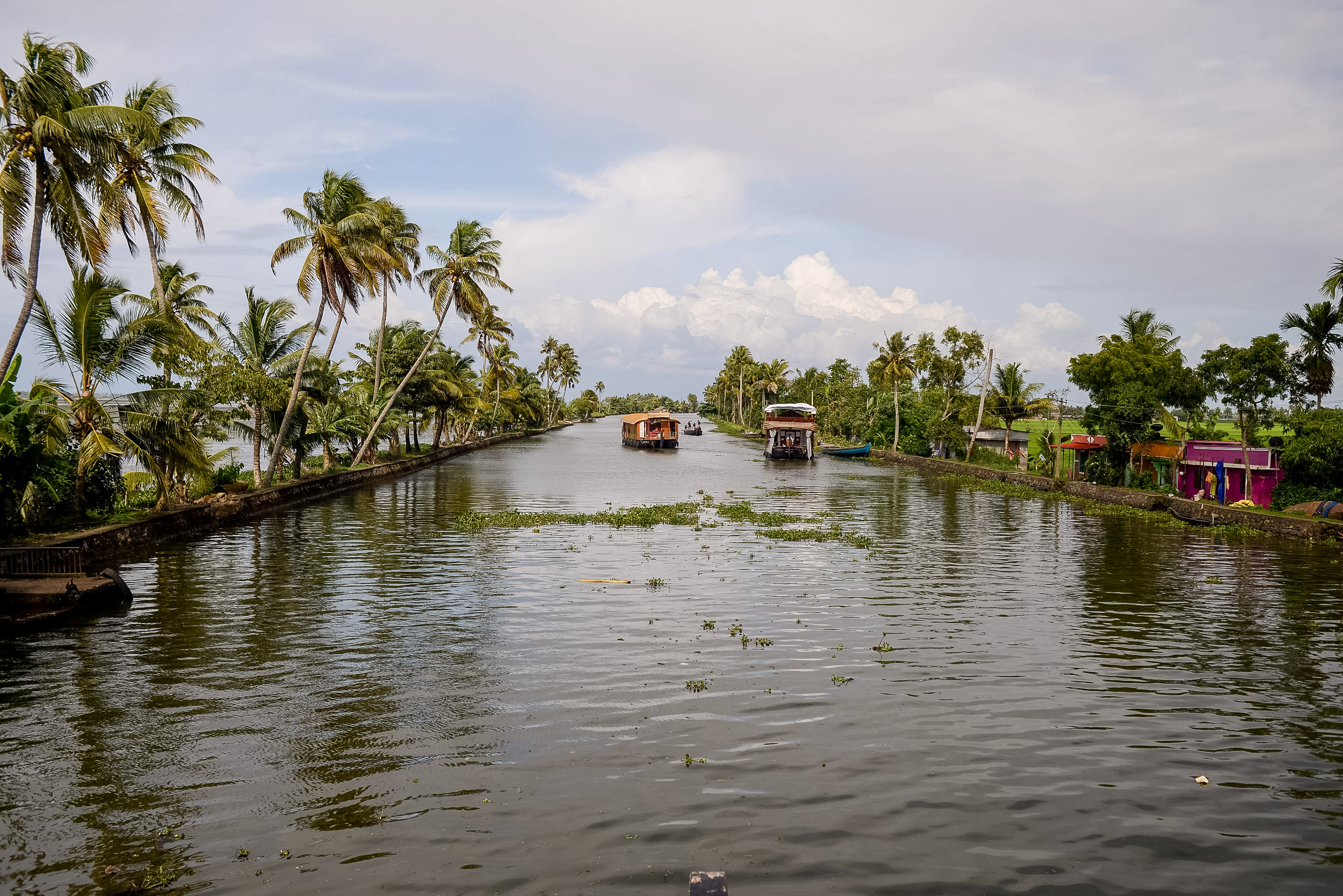 Houseboats travel a palm-lined backwater canal in Kerala