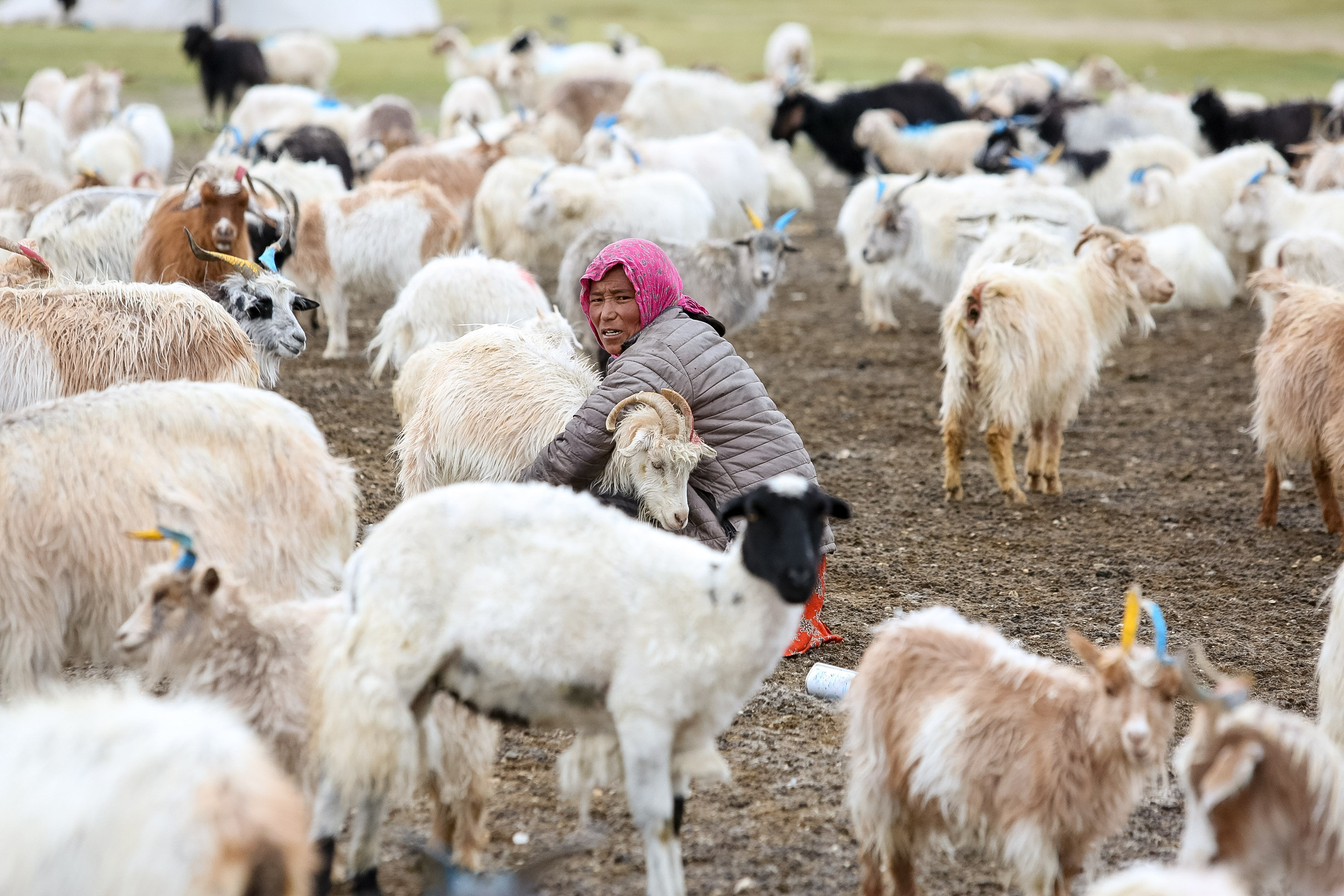 A herder in a pink headscarf crouched among a dense herd of pashmina goats on open high pasture.