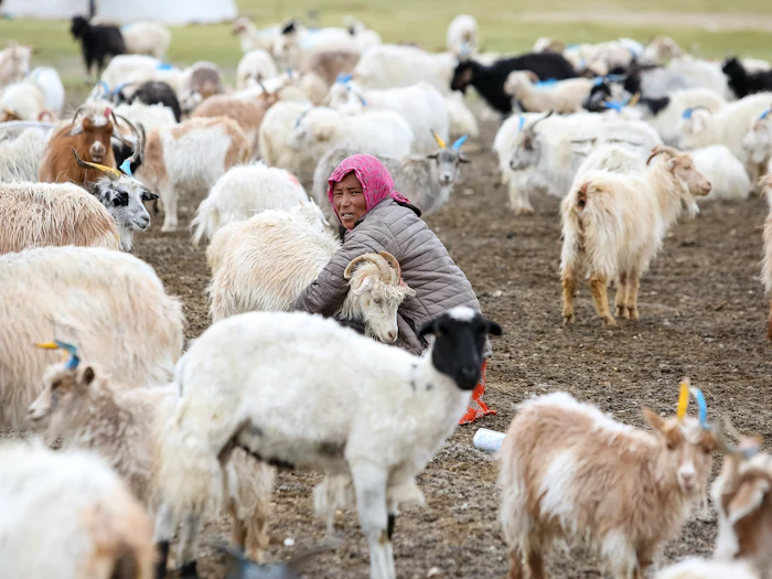 A herder in a pink headscarf crouched among a dense herd of pashmina goats on open high pasture.