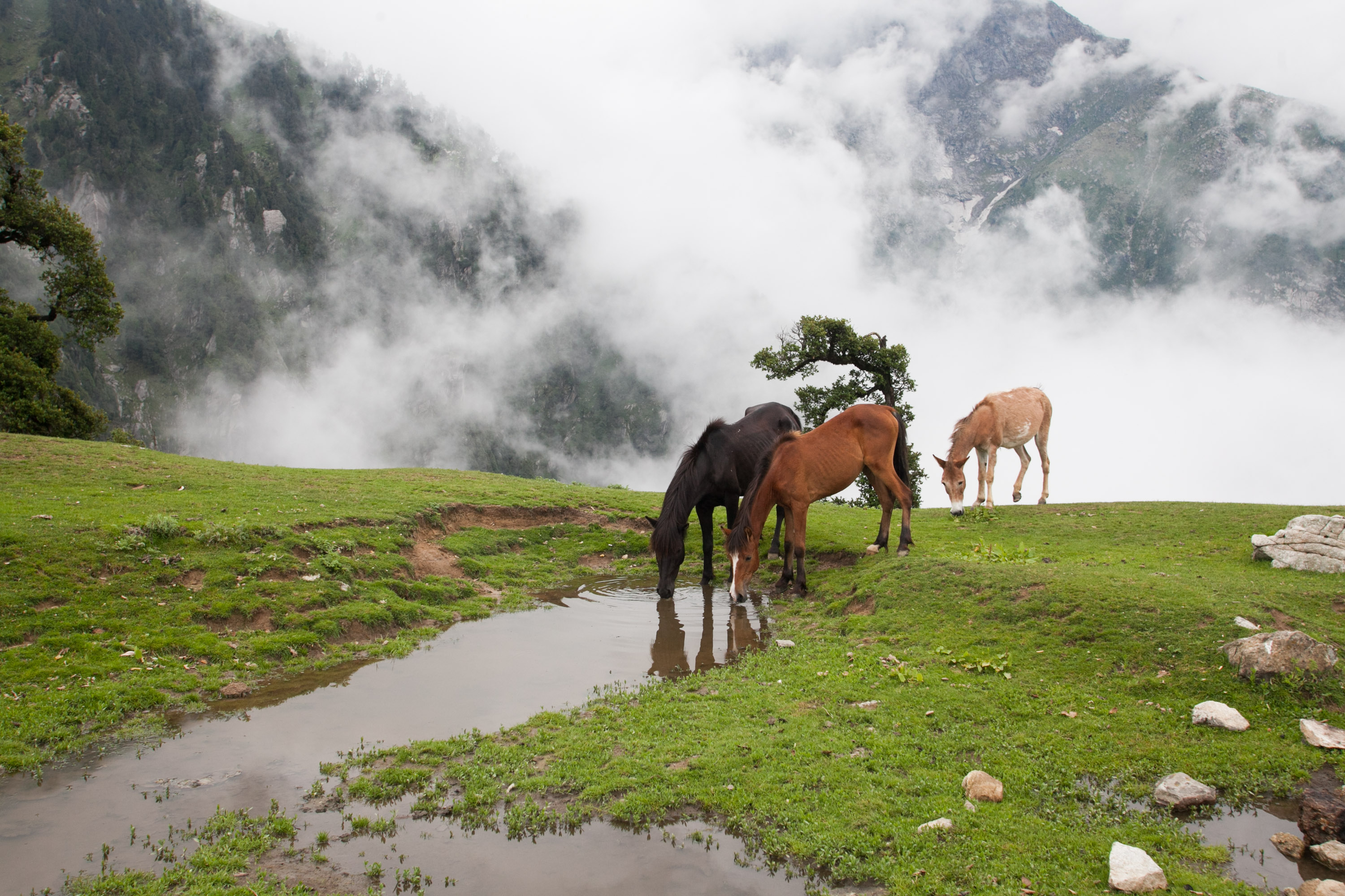 Horses graze and drink beside a stream on a misty green mountainside