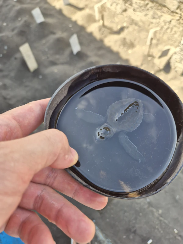 A hand holds a dark dish with a single tiny sea turtle hatchling swimming in it, over sand