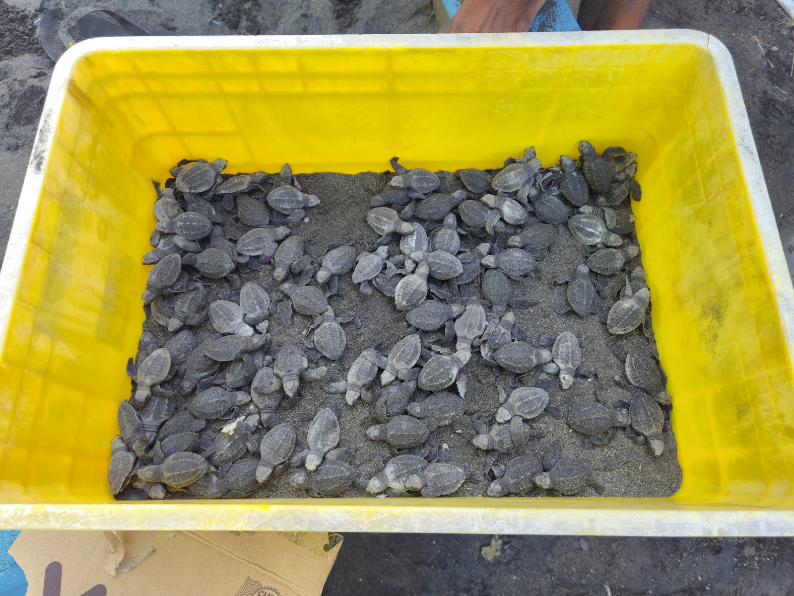Dozens of sea turtle hatchlings crowd a yellow plastic tub on dark sand