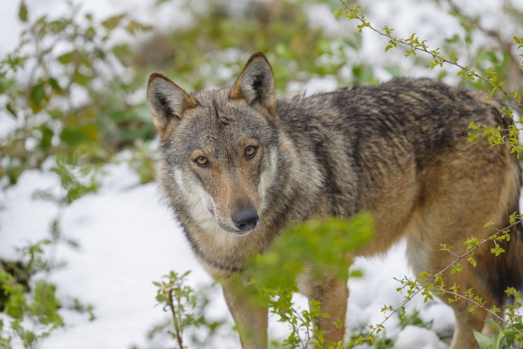 fun facts about Italy. The wolf is the iconic Italian symbol.