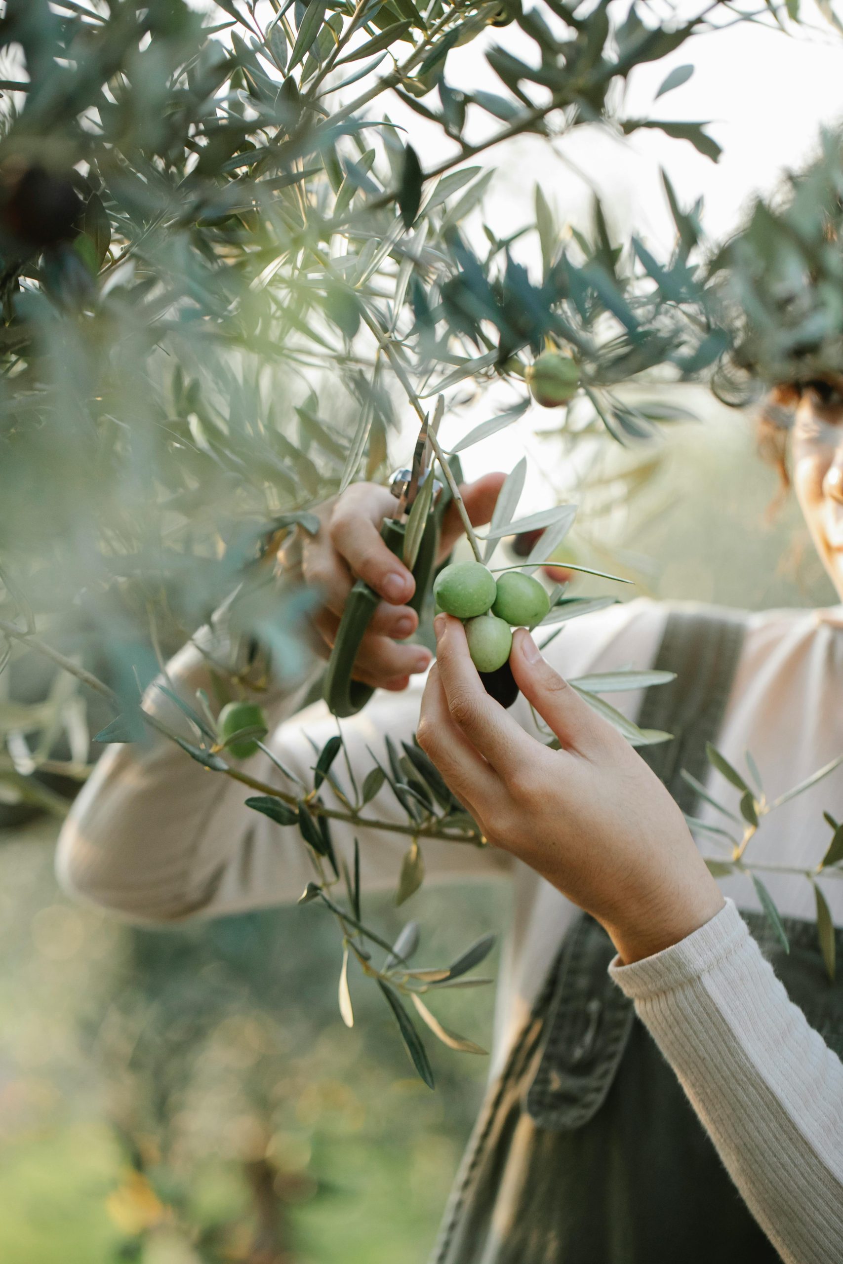 A student snips olives from a branch with pruning shears