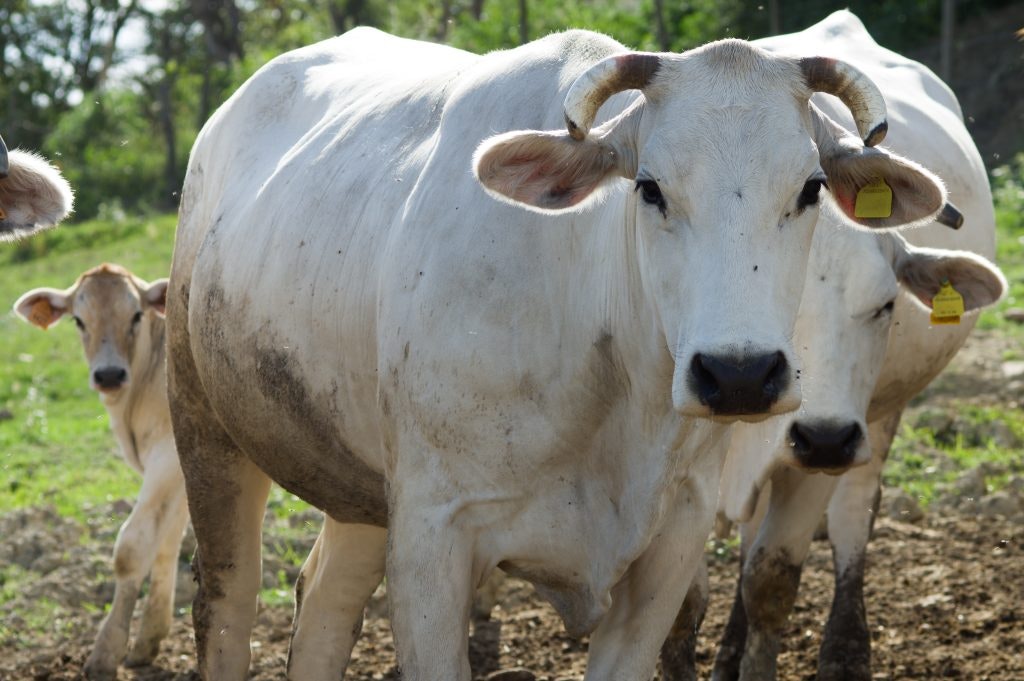 Fun facts about Italy - Italy has a white cow called the Chianina