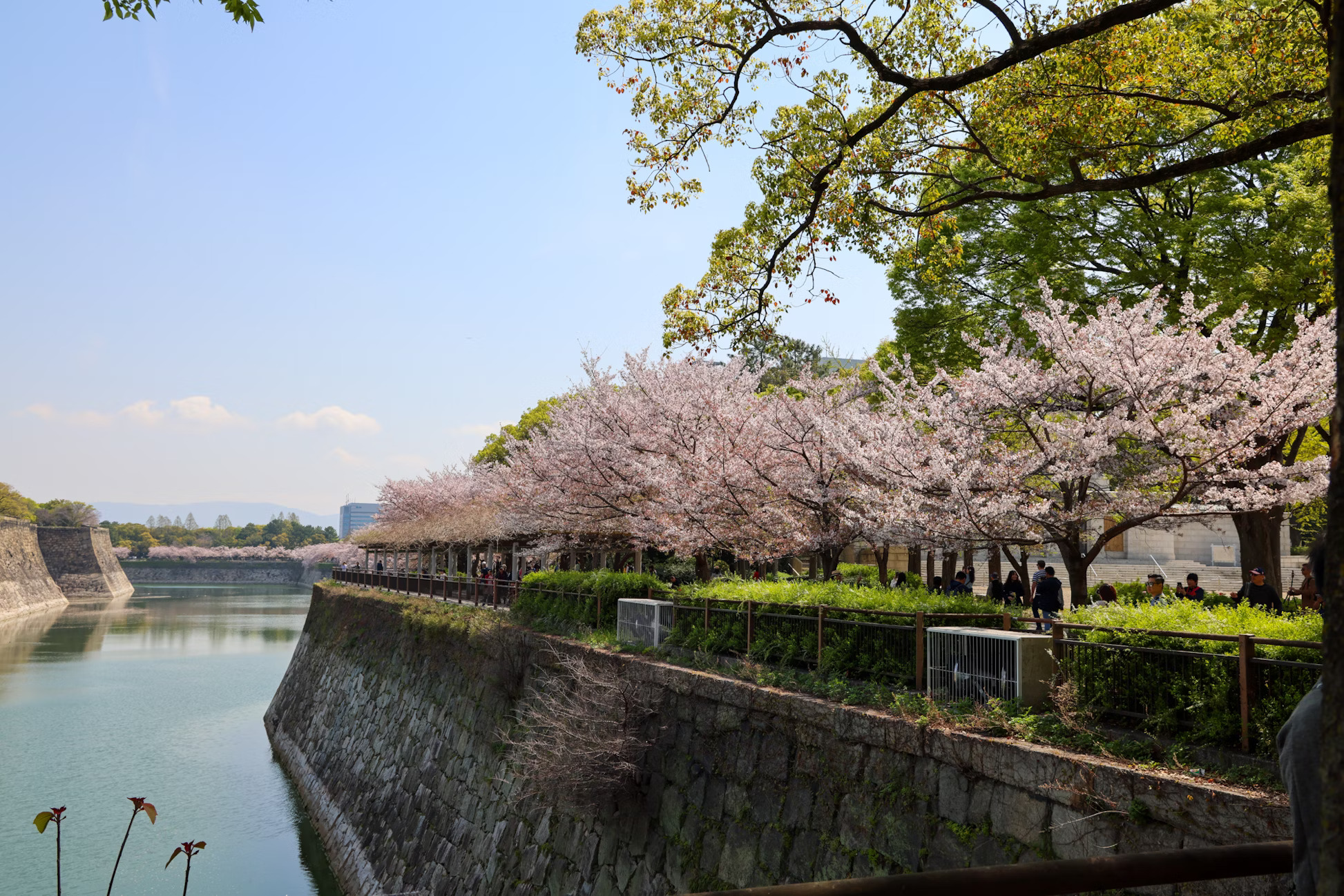 Cherry blossom trees line a stone castle moat under a clear sky