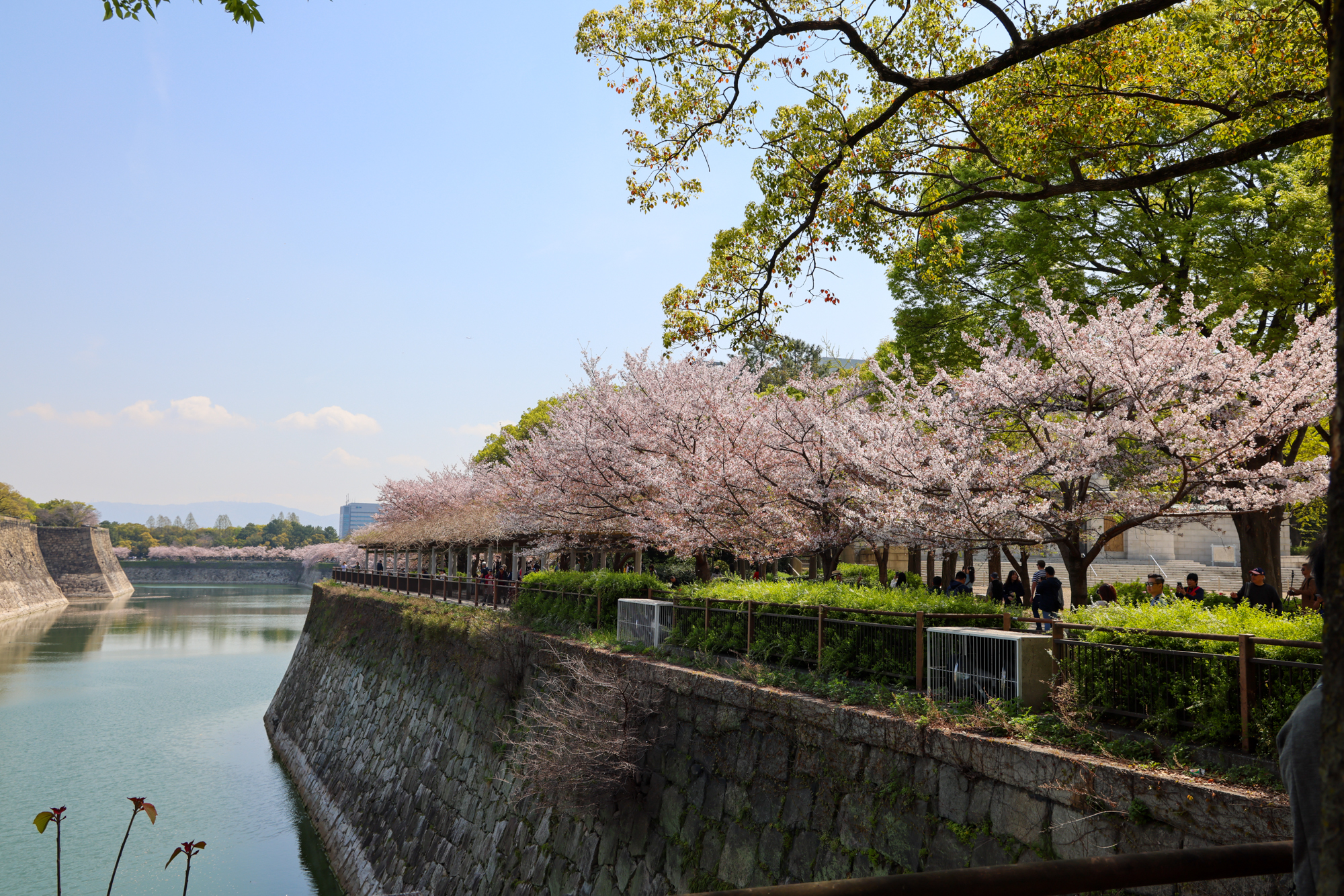 Student travelers walk beneath cherry blossom trees along a stone canal wall under a clear sky