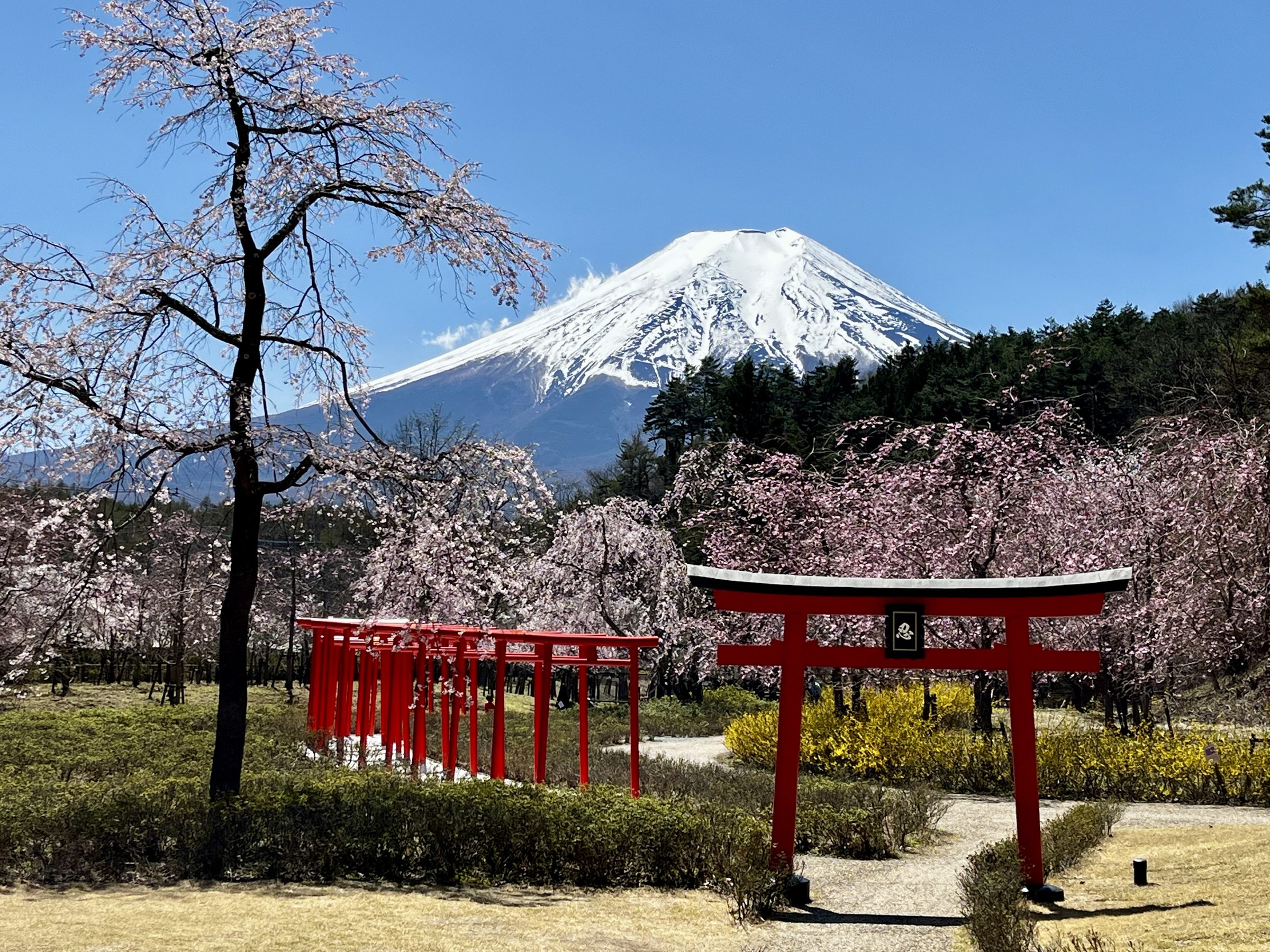 Snow still caps Mount Fuji above cherry blossom and a red torii gate