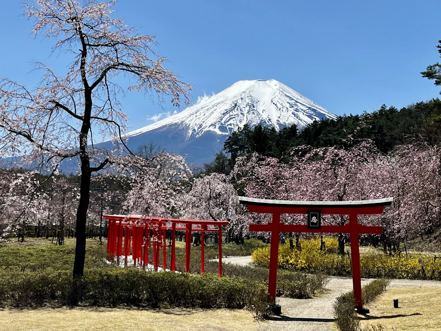 Snow still caps Mount Fuji above cherry blossom and a red torii gate