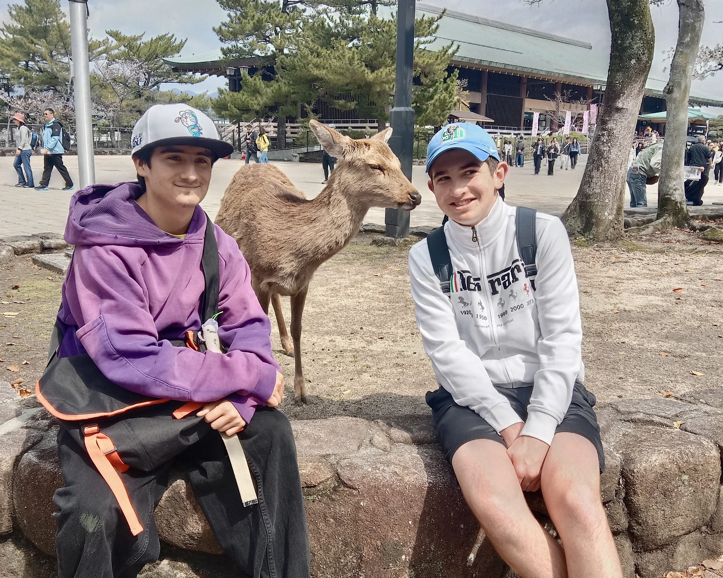 Students sit on a low stone wall beside a sika deer on Miyajima