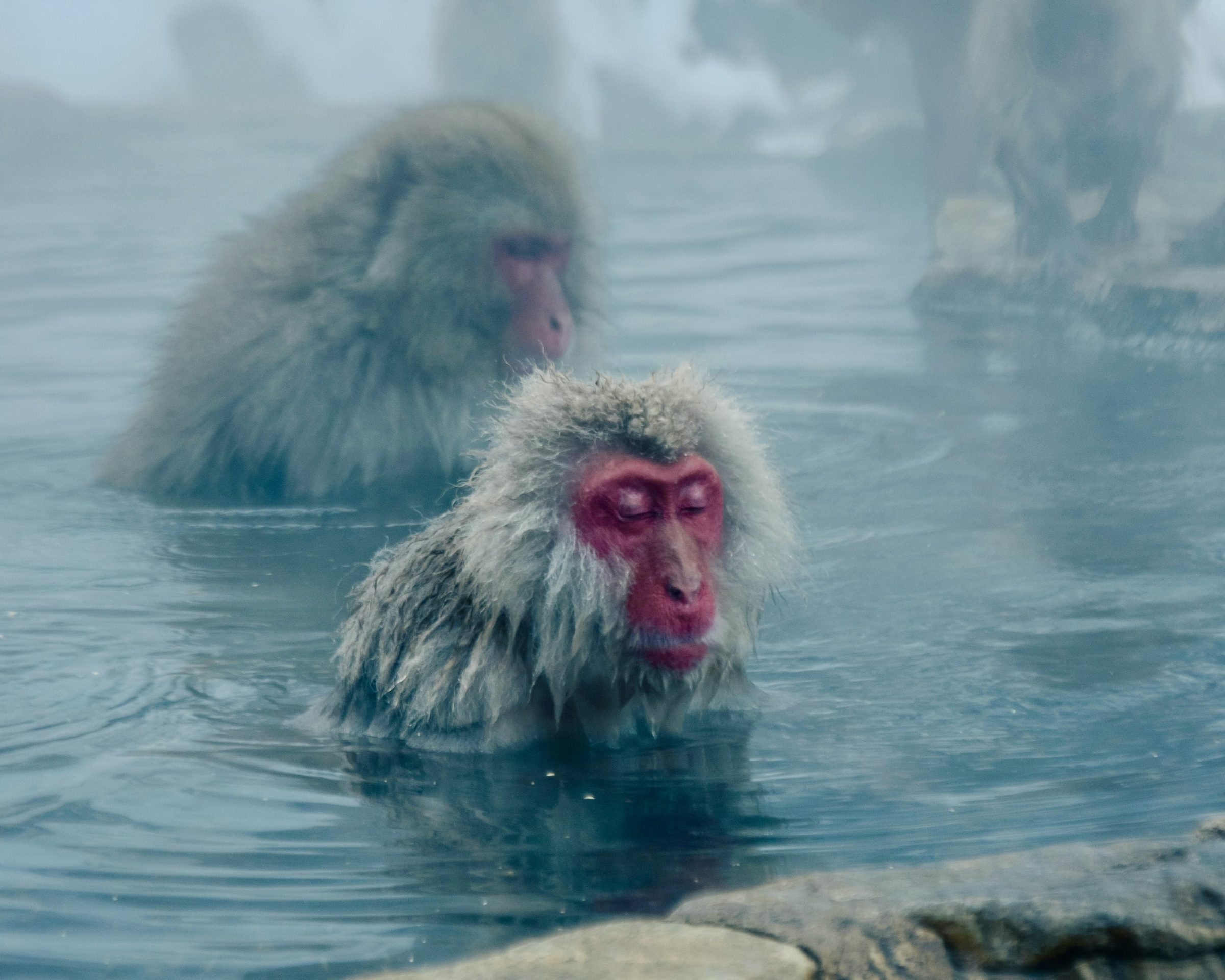 Japanese macaques sit in a steaming hot spring, one with its eyes closed against the mist