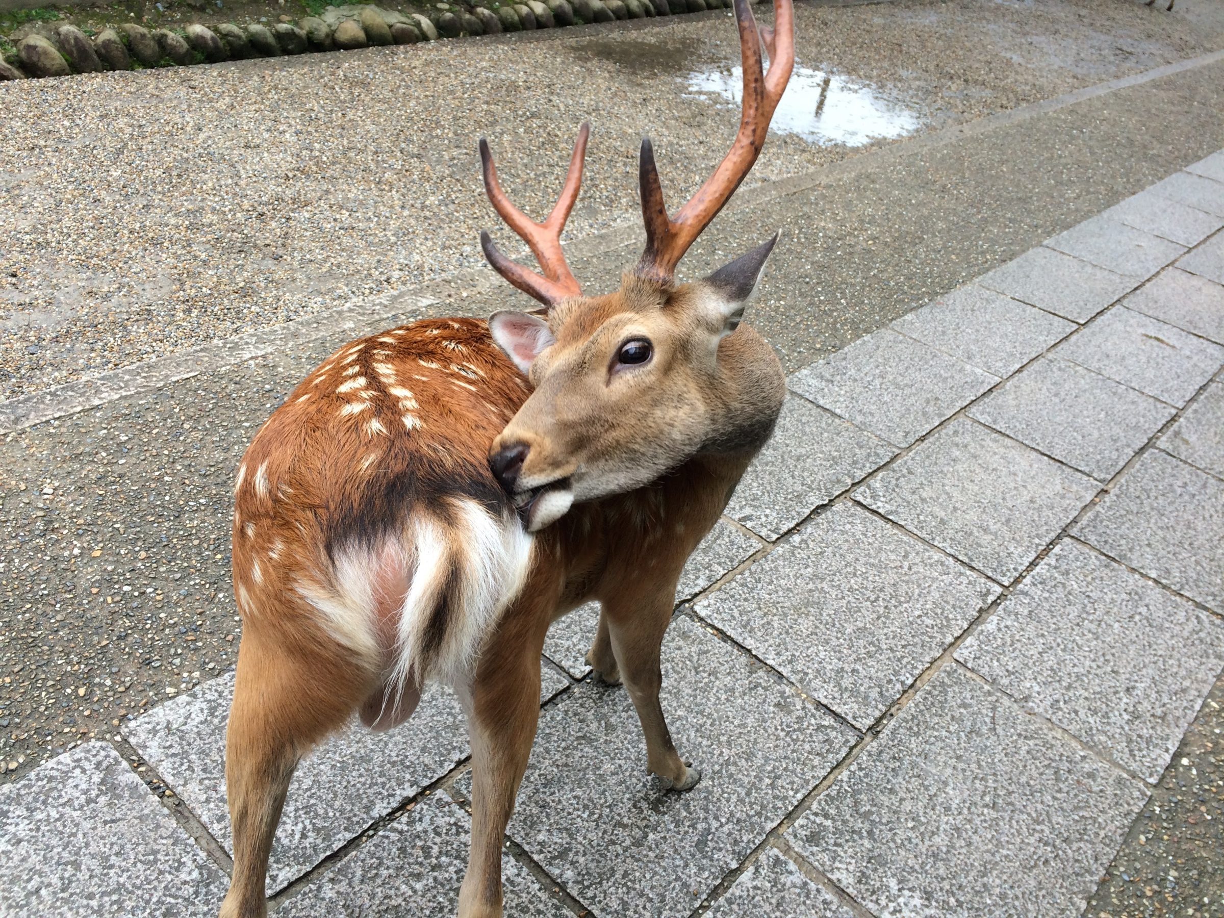 A sika deer with velvet antlers turns to look back over its shoulder on the paving at Nara