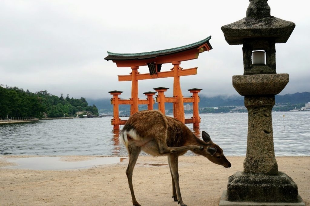 Deer by a traditional torii gate in Nara, Japan