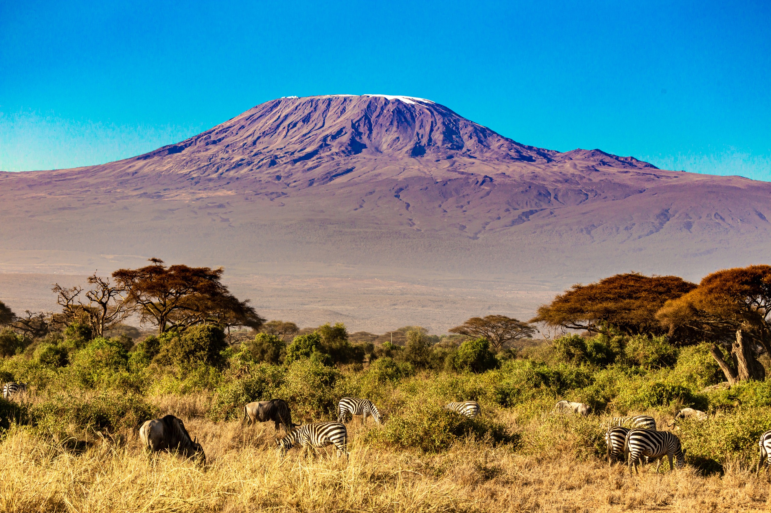 Snow-capped Mount Kilimanjaro rises above acacia trees and grazing zebras and wildebeest on the plain below.