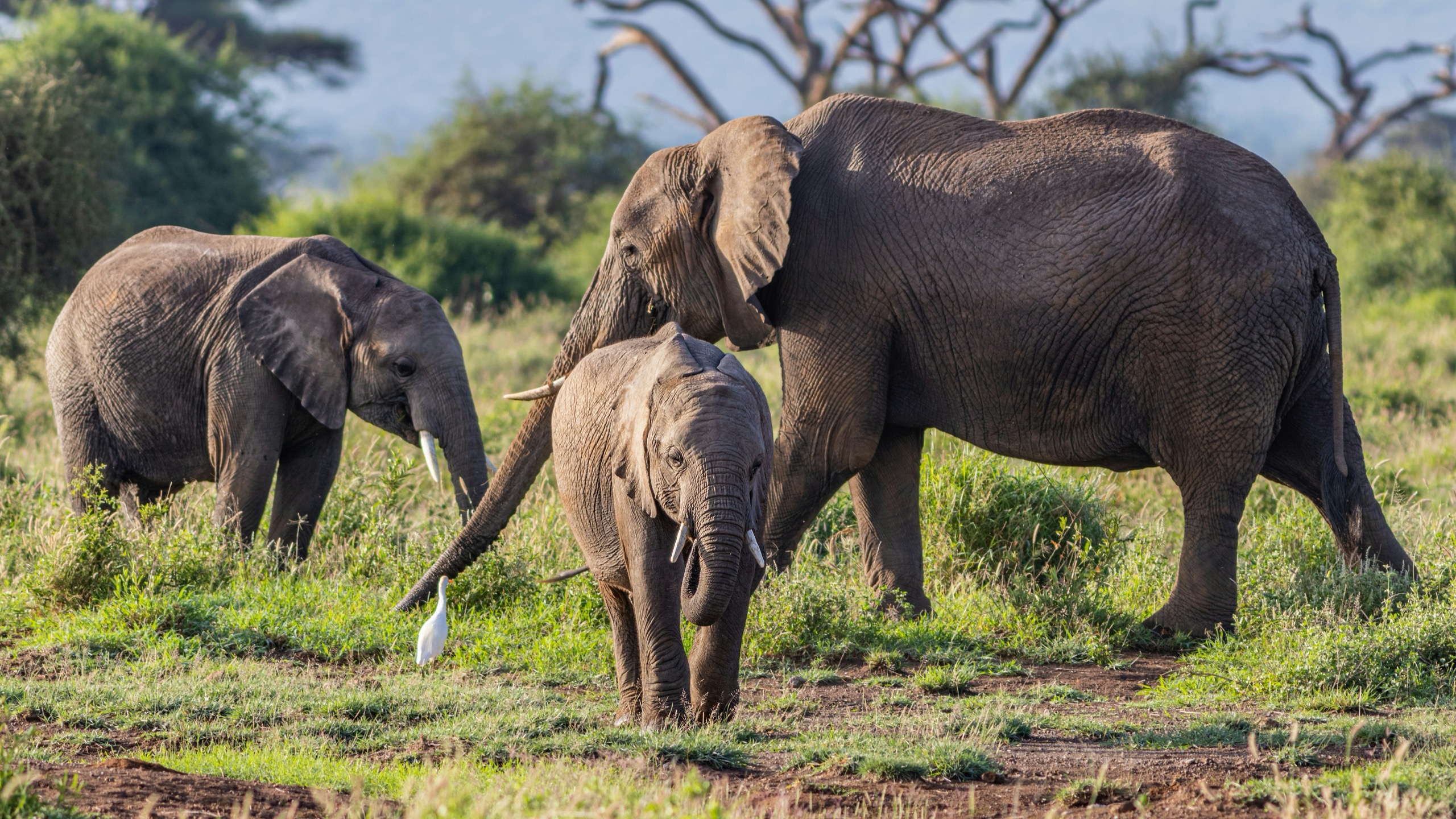 Three elephants, one of them a calf, walk through green scrub with a white egret at their feet.