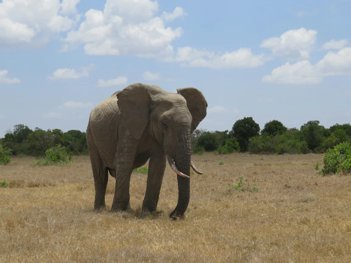 A lone elephant with long tusks walks across dry grassland beneath a partly cloudy sky.