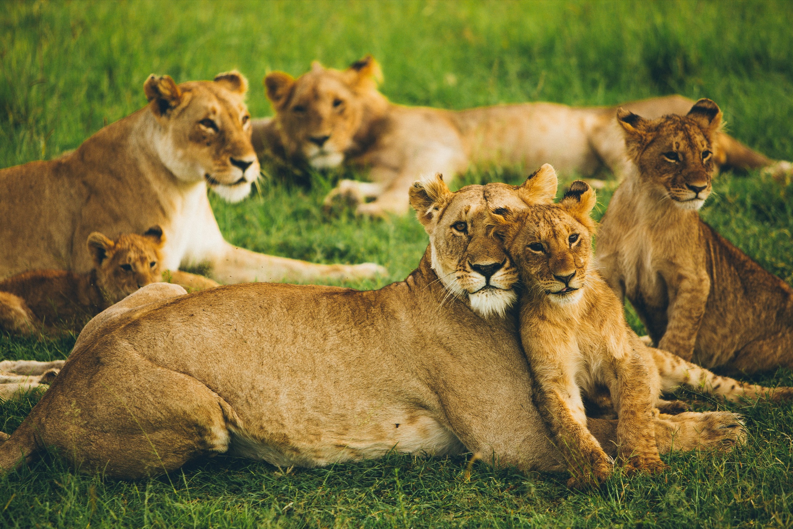 A lioness rests her head against a cub while other lions and cubs lie together in green grass.