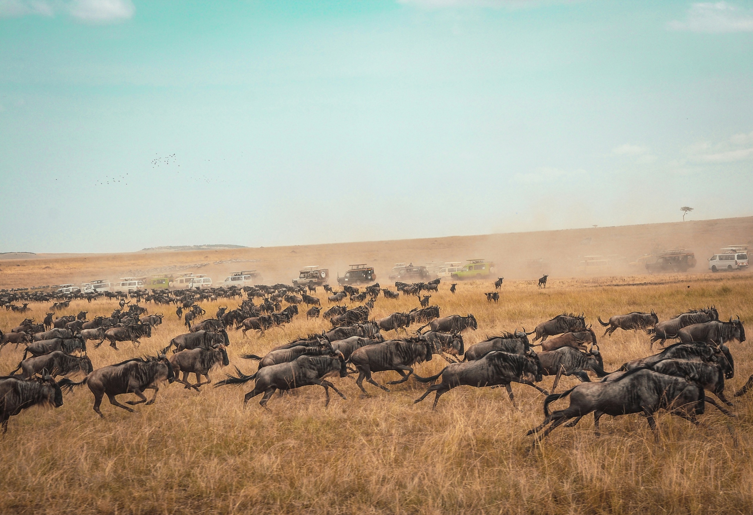 A large wildebeest herd runs across dry golden grassland past a long line of dust-trailing safari vehicles parked to watch.