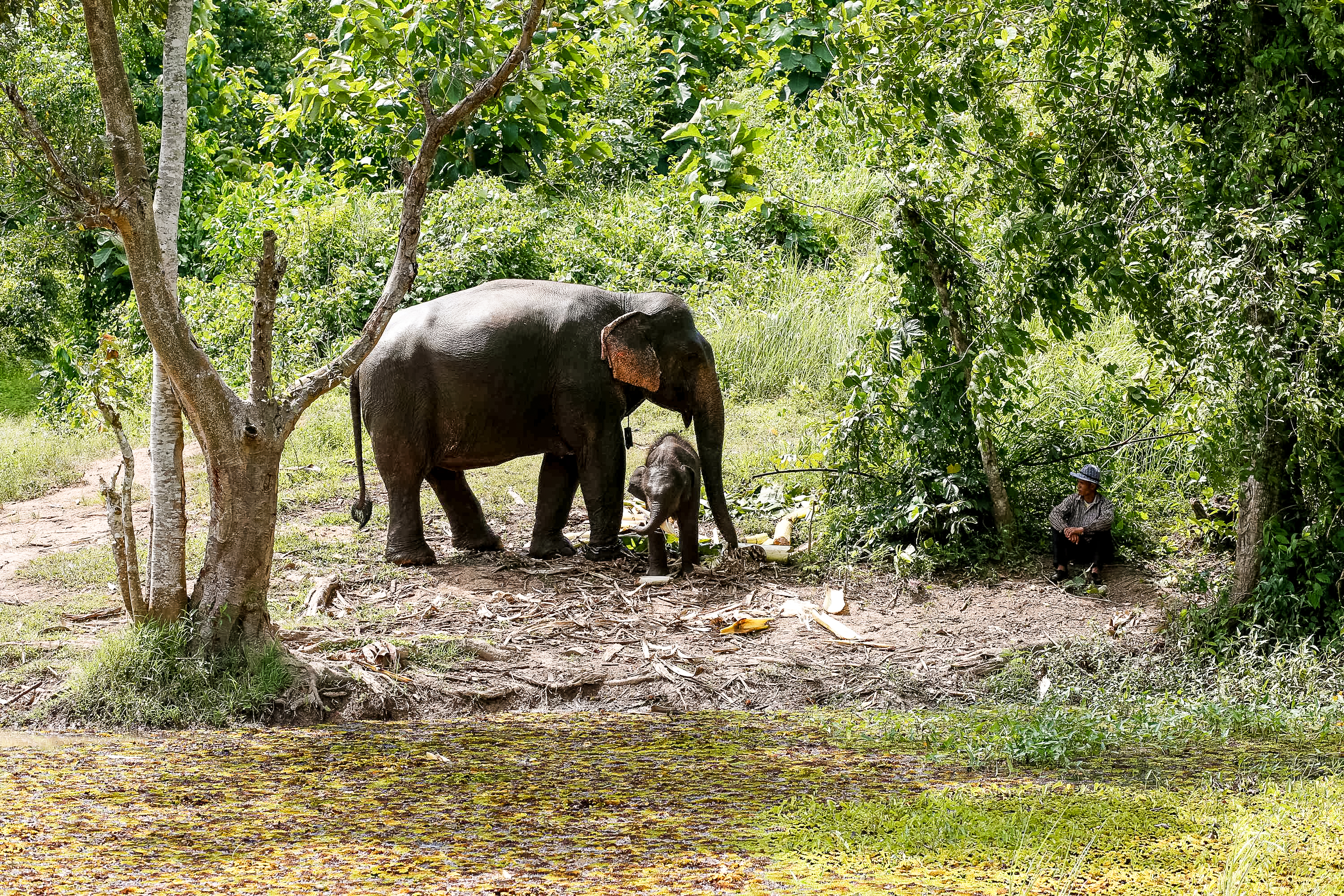 A mother and calf elephant stand together in a forest clearing, with a mahout seated at a distance.