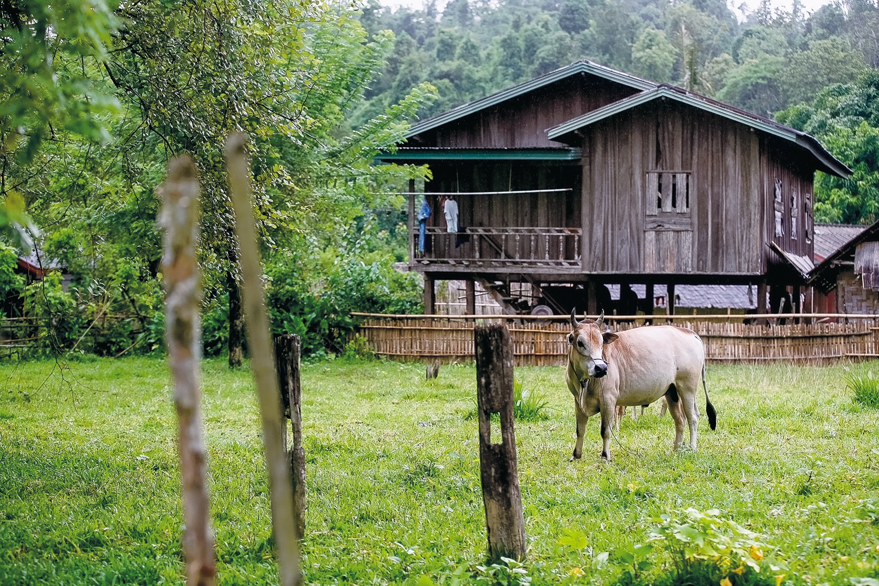 A cow grazes in a grassy field near a wooden stilt house