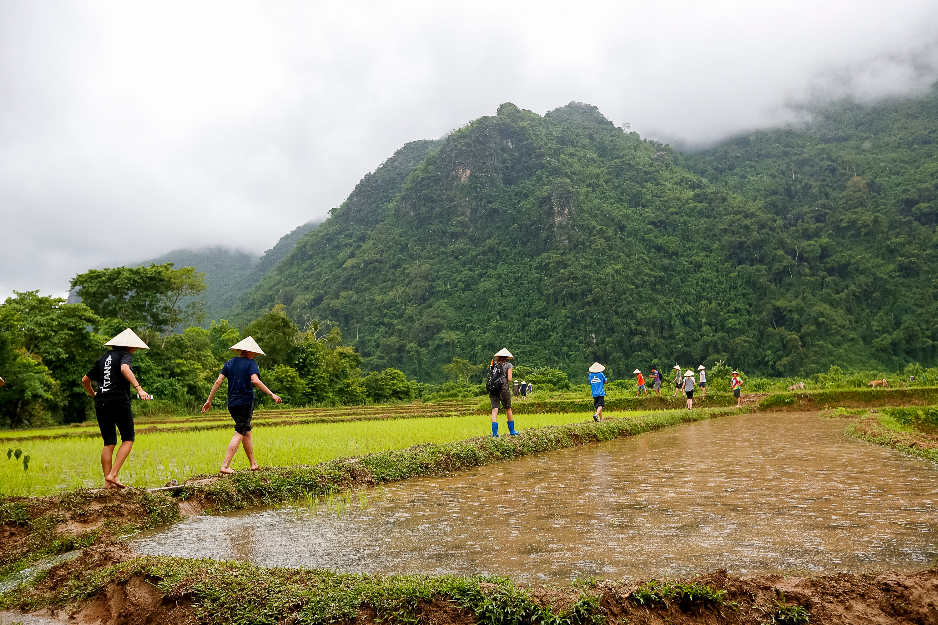 Students in conical hats walk along rice paddy banks beneath misty green mountains