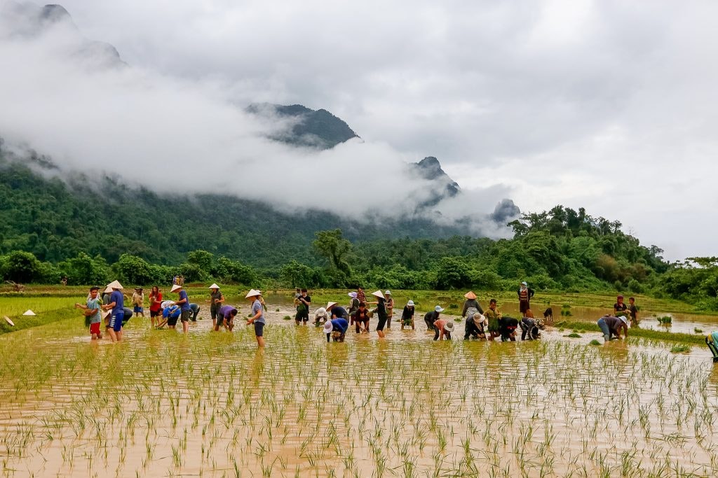 Rice field in Laos