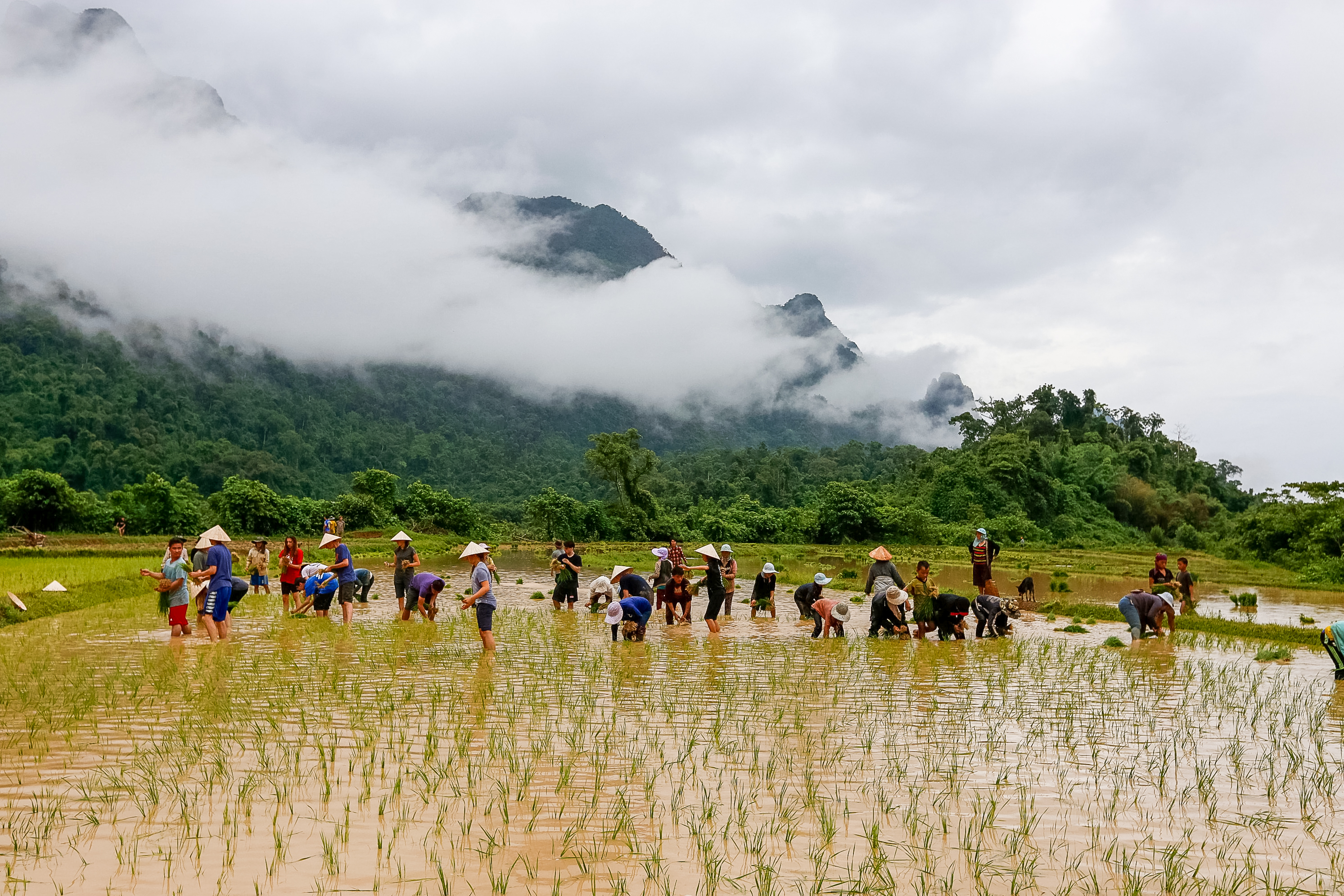 A school trip plants rice with villagers in a flooded paddy beneath fog-covered mountains