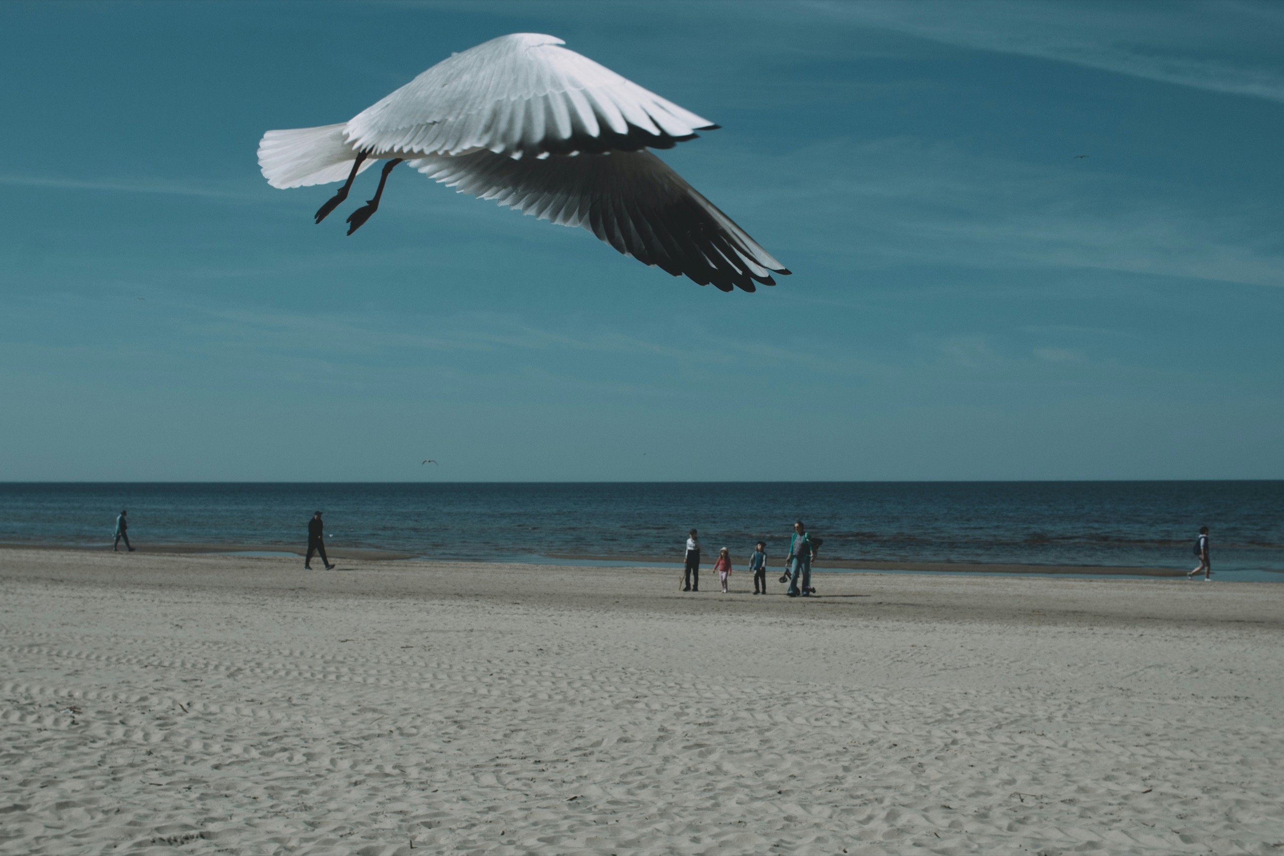 A gull glides over a wide sandy beach where a few distant figures walk at the water's edge.