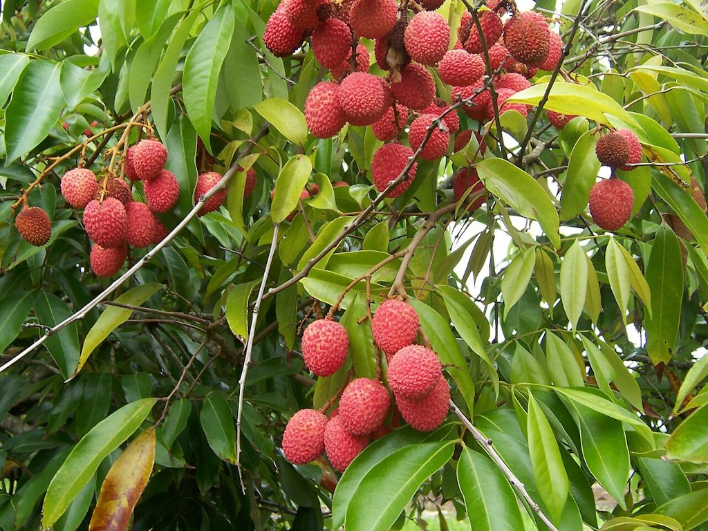 fruit around the world lychee