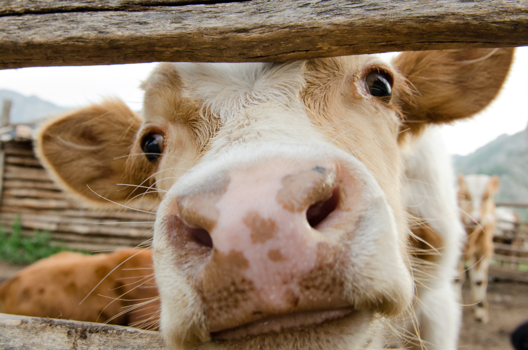 A curious cow peers through a wooden fence rail at close range