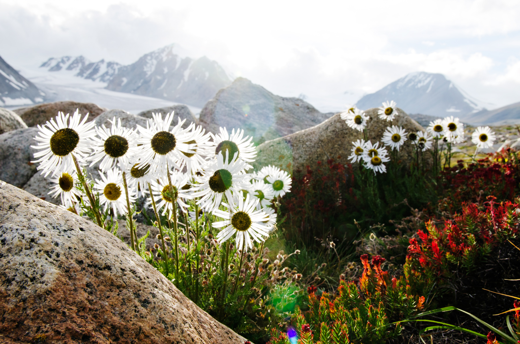 Wildflowers bloom among boulders with snow-capped mountains behind