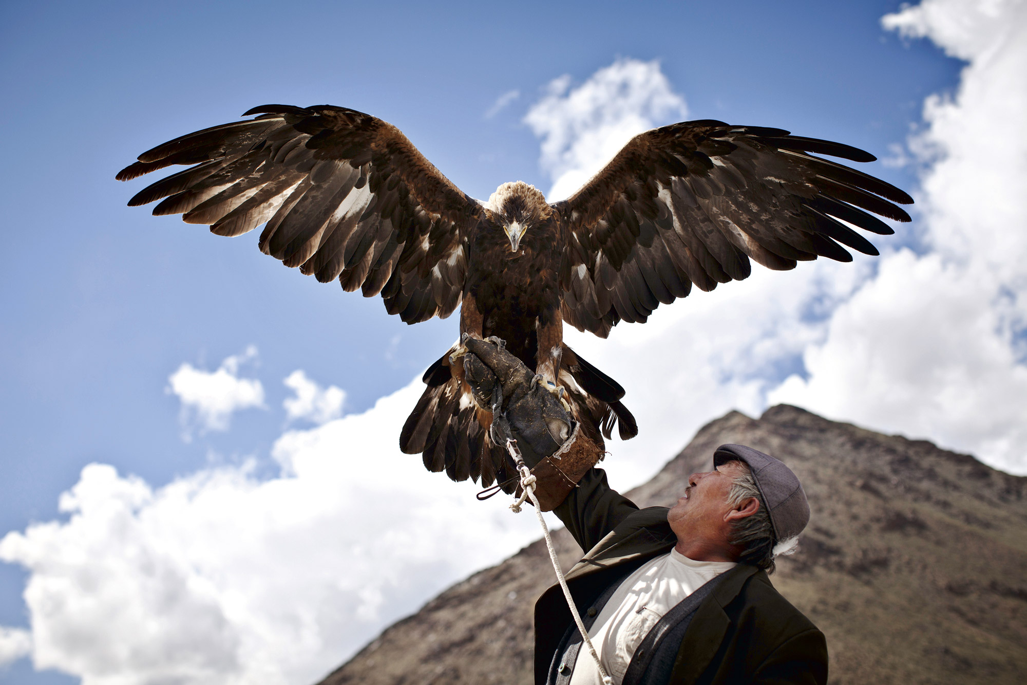 A golden eagle spreads its wings while perched on a falconer's gloved arm against mountain scenery
