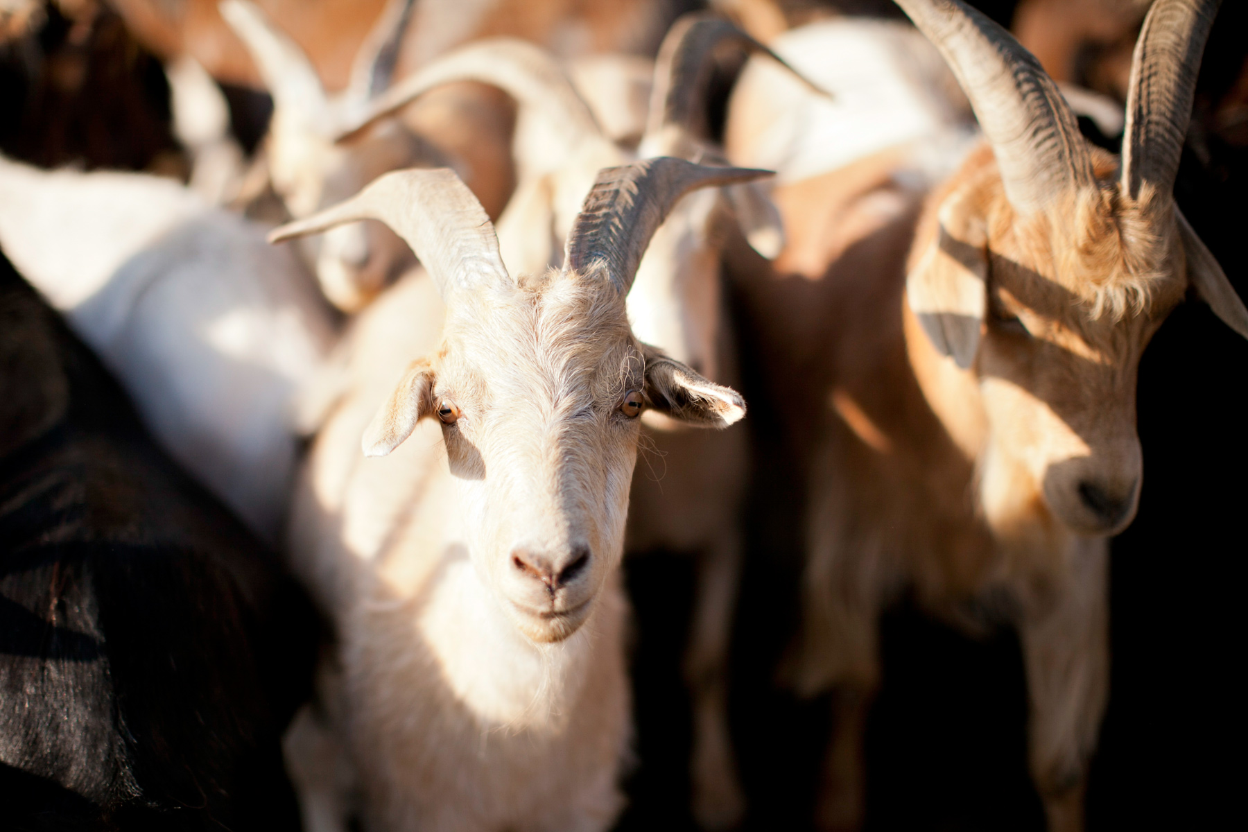 Goats with long horns gather closely together in golden light