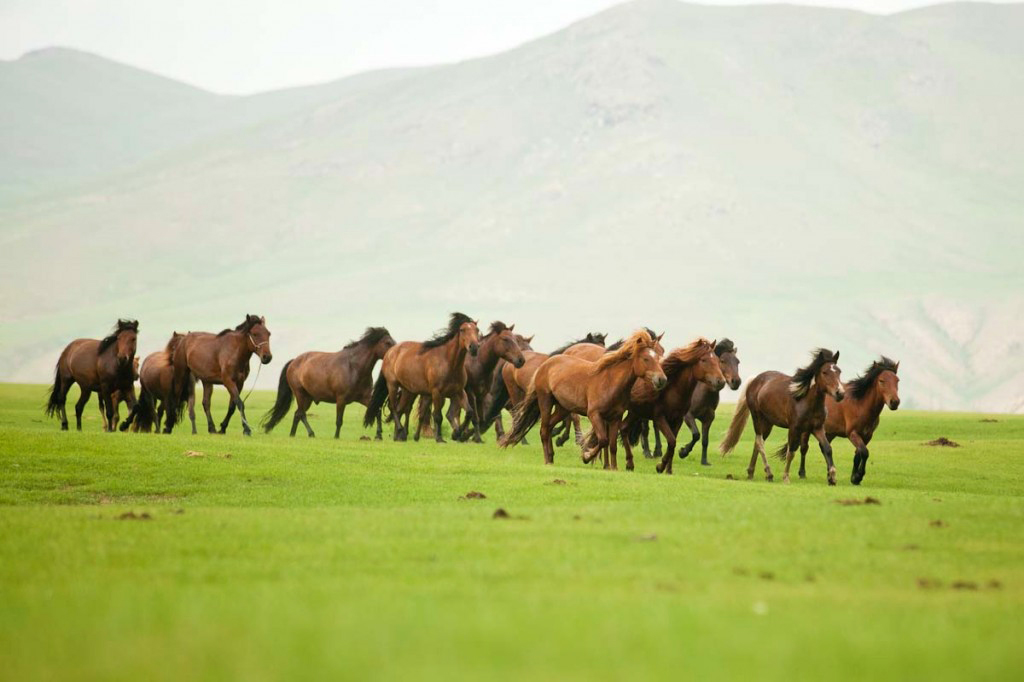 A herd of horses gallops across a green grassy plain with mountains behind, a scene typical of the countryside in Mongolia