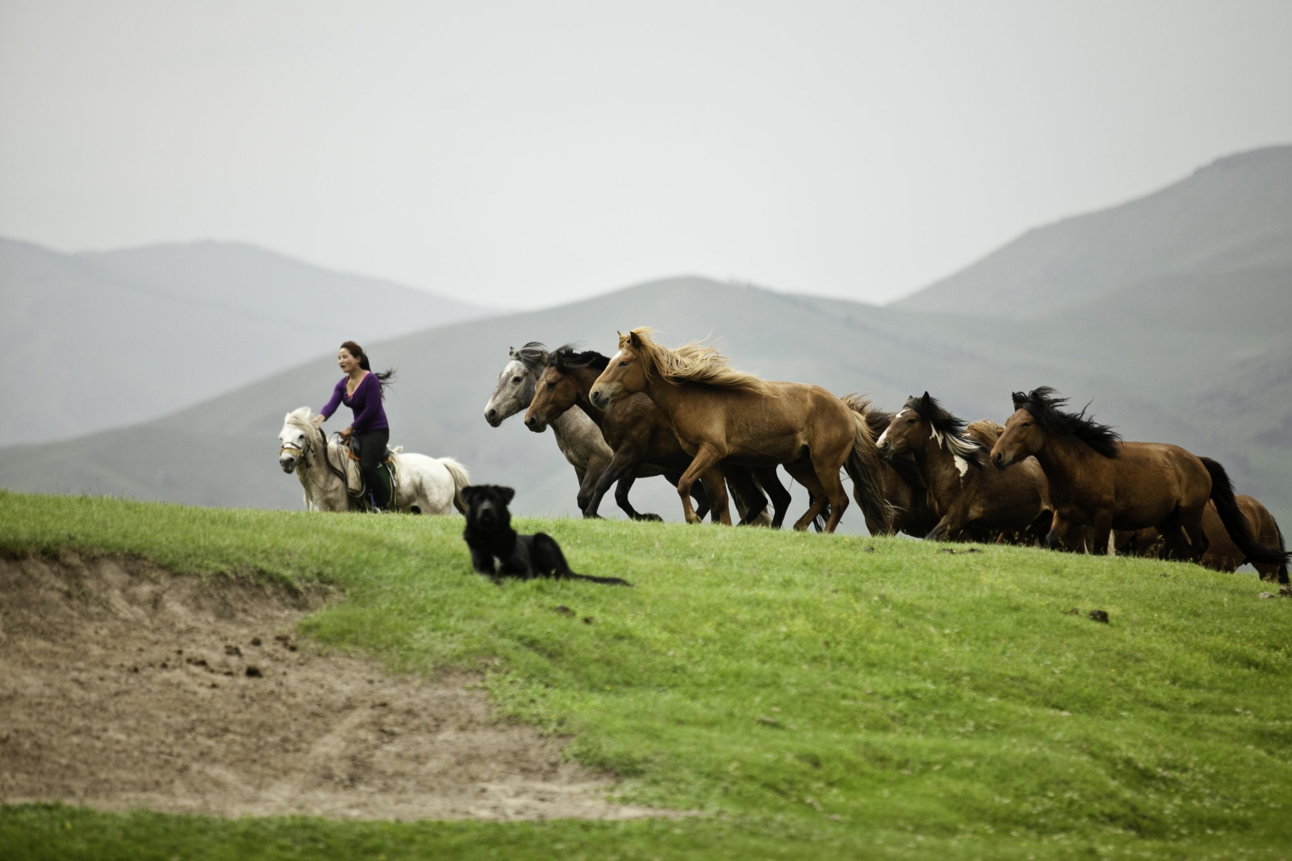 A rider on horseback drives a loose herd of horses along a green ridge, a dog running at the edge of the herd.