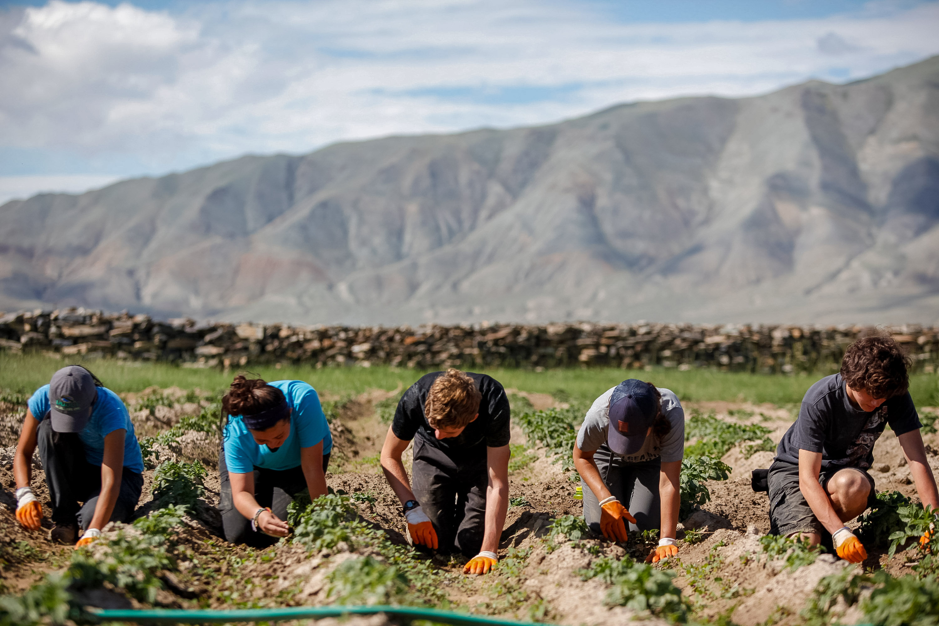 Students kneel in rows tending crops with mountains rising behind the field