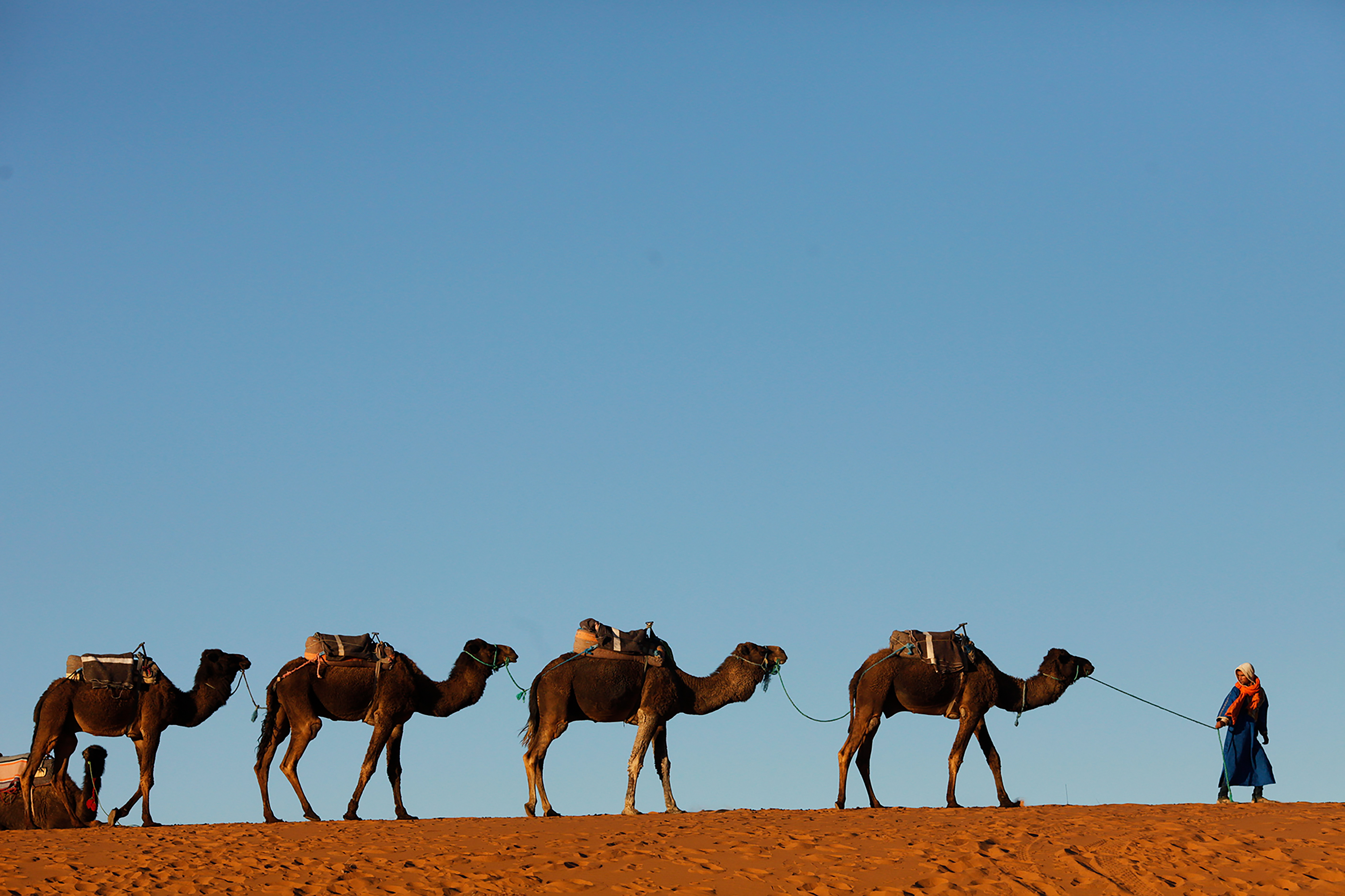 A line of camels being led by a guide in the Moroccan desert, silhouetted against a clear blue sky.